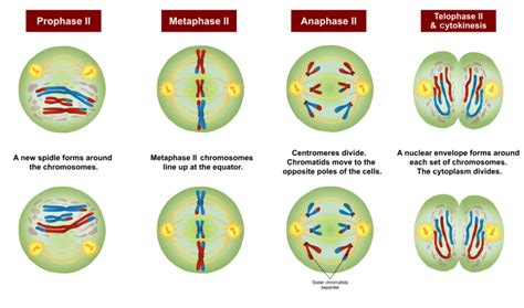 What Is Meiosis — Definition And Overview Expii