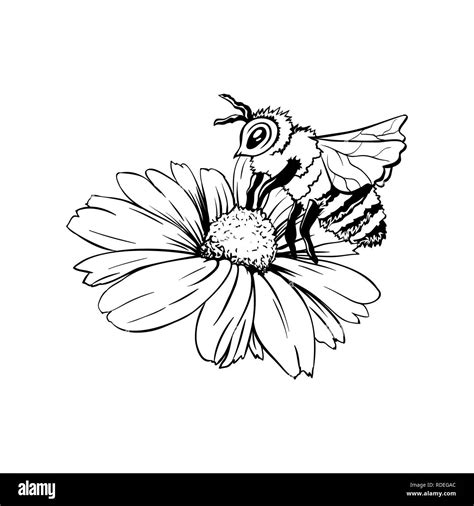 Chamomile Bud And Bee Pollination Hand Drawn Ink Pen Illustration