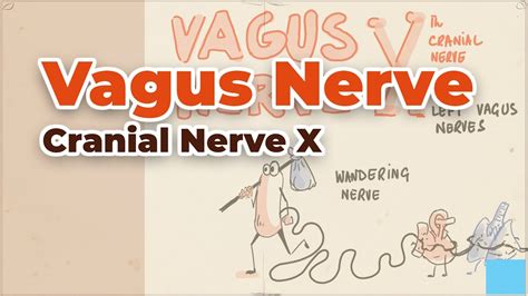 vagus nerve cranial nerve x an important part of autonomic nervous system youtube