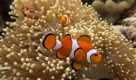 Saving Nemo How Climate Change Threatens Anemonefish And Their Homes