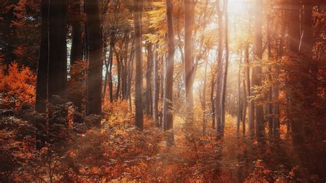Forest Sun Rays High Definition Wallpapers Hd Wallpapers