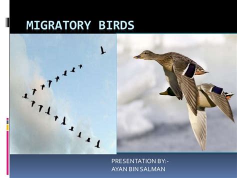 Migratory Birds 1