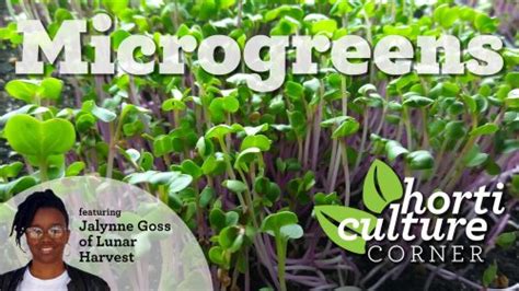 Horticulture Corner Microgreens Garden Club Of Jacksonville
