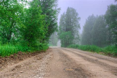 Summer Overcast Morning Road Forest Fog Trees Stock Photo Image Of