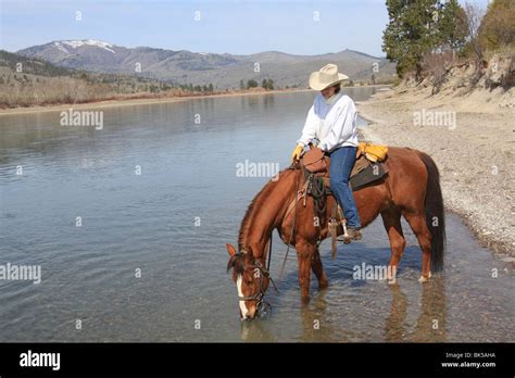 Cowboy Riding A Horse Drinking Water From A River Flathead River