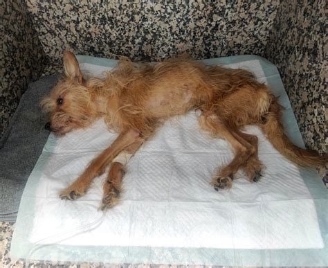 Nuevo Caso De Maltrato Animal Que Se Salda Con Un Perro Que No Se Mueve