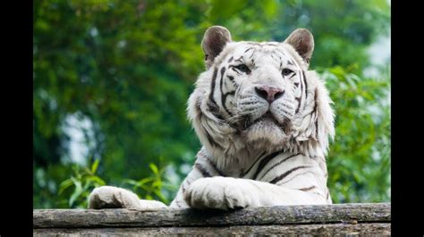 Harimau Macan Video Slideshow Hewan And Binatang Buas Youtube