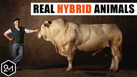 10 Bizarre Hybrid Animal You Wont Believe Actually Exist Youtube