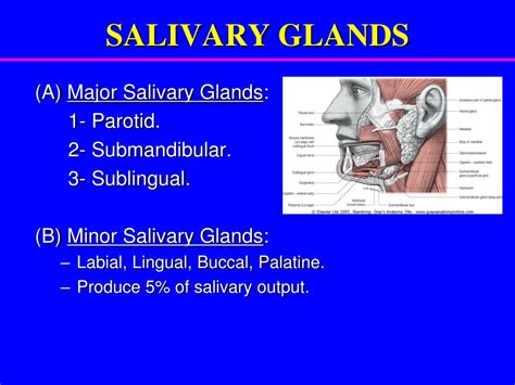 Ppt Salivary Glands Powerpoint Presentation Free Download Id9293051