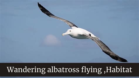 Wandering Albatross Flying Wandering Albatross Habitat Wandering Albatross Size Youtube