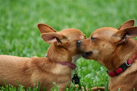 An Adorable Gallery Of Kissing Dogs