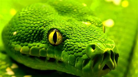 Snake Wallpapers Best Wallpapers