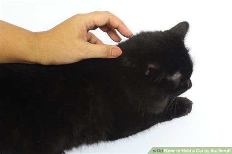 How To Hold A Cat By The Scruff 15 Steps With Pictures