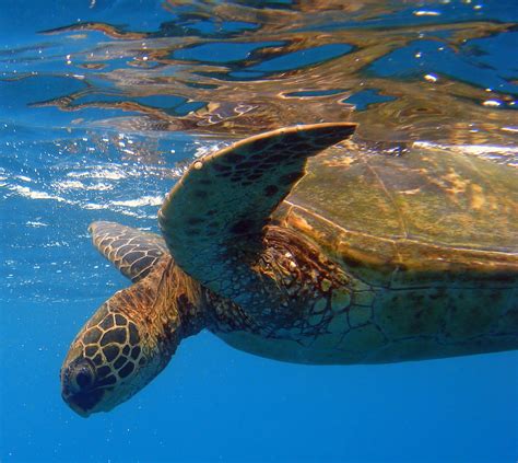 The Green Sea Turtle The Green Sea Turtle Honu In Hawai Flickr