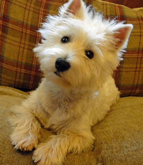 Westie Rehoming Dogs Gallery Uk Westie Rehoming