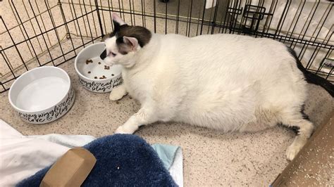 The Fattest Cat In The World 2022