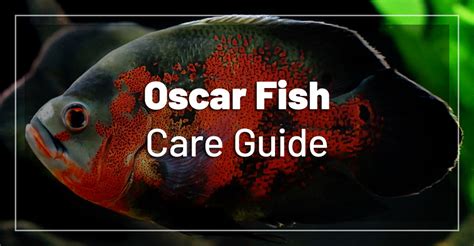 Oscar Fish Care Feeding Breeding Tank Mates And Requirements