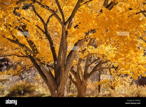 Freemont Cottonwood Trees In Fall Color In The Historic Fruita District