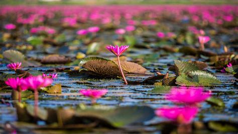 Red Flowers Lotus Lake Thale Noi Thailand Hd Wallpaper 3840x2160