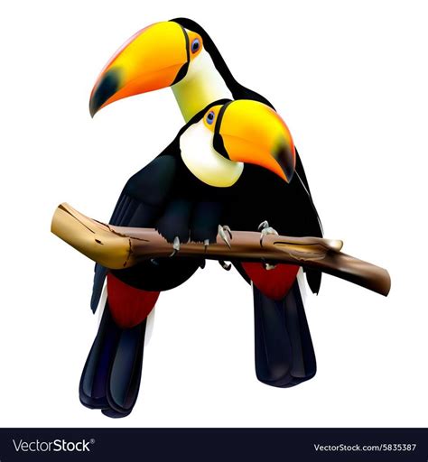 Toco Toucans Sitting On The Branch Royalty Free Vector Image Aff