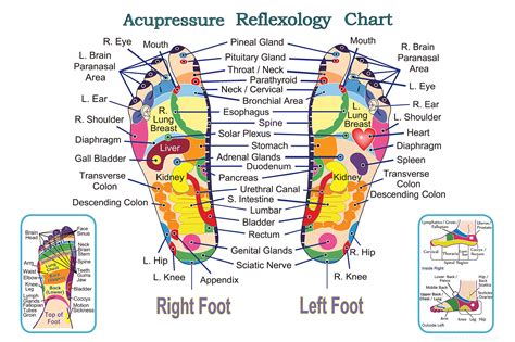 Foot Acupressure Chart Ubicaciondepersonascdmxgobmx