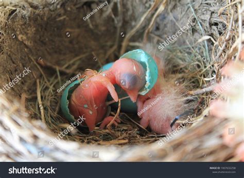 Bird Hatching Images Stock Photos And Vectors Shutterstock