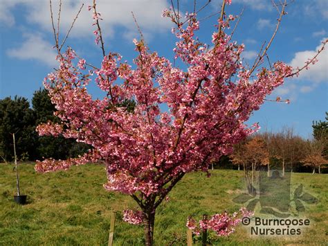Prunus X Incam Okamé From Burncoose Nurseries Flowering Cherries
