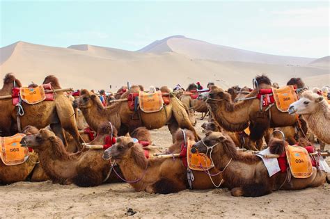 Cannundrums Camel Hump And Hoof Dunhuang