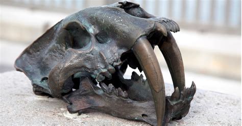 Giant Sabre Toothed Tiger Skull Shows Just How Big They Actually Were
