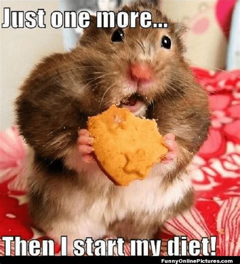 Funny Hamster Memes The Best Hamster Memes Online