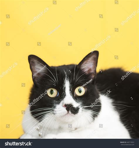 Black White Tuxedo Cat Mustache Yellow Stock Photo 640719922 Shutterstock