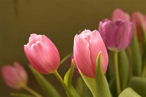 Meanings Of The Different Colors Of Tulips You Werent Aware Of