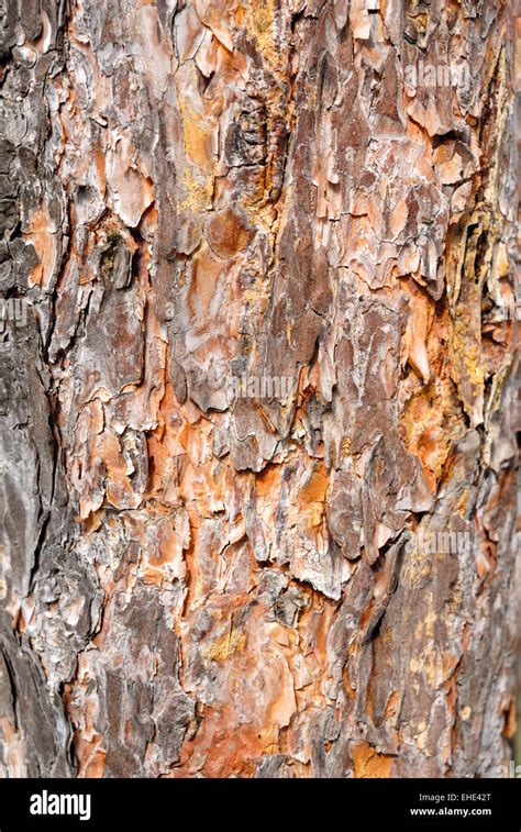 Tree Bark Details Close Up Texture Stock Photo Alamy