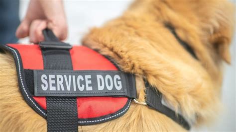 Best Service Dog Vests In 2022 Reviews And Buying Guide