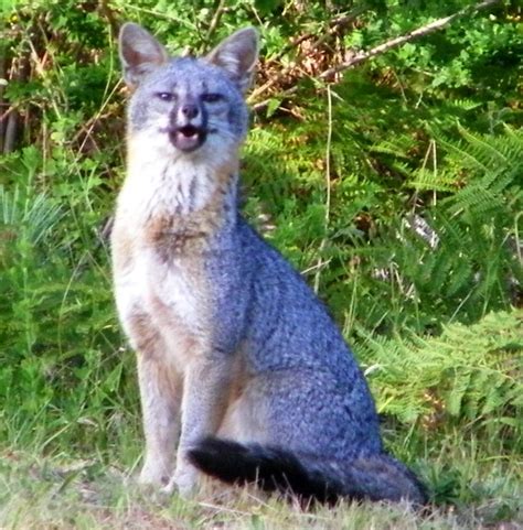 Gray Fox Page 3 Mendonoma Sightings