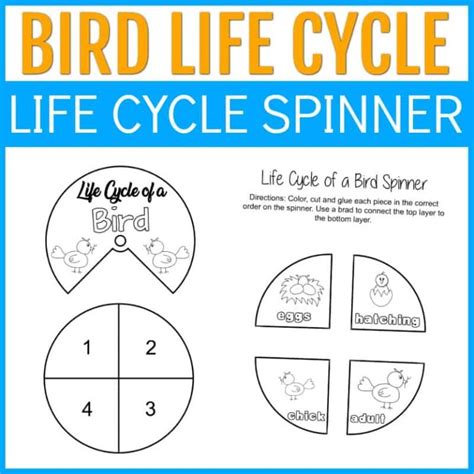 Life Cycle Of A Bird For Kids
