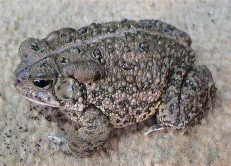 tree frogs in east texas - Pretty Up Chatroom Lightbox