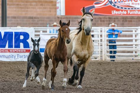 Free Images Soil Stallion Equine Race Horses Animals Cowboy