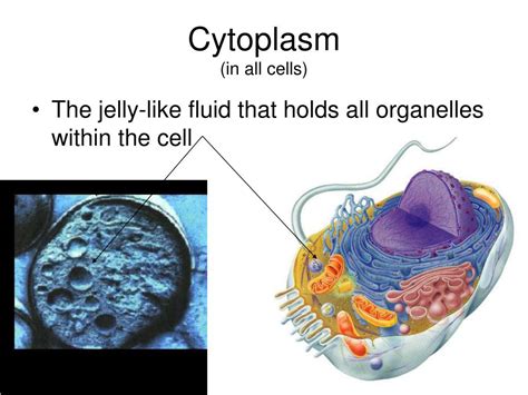 Prominent organelle in older plant cells: PPT - Microscopes & Cells PowerPoint Presentation, free ...