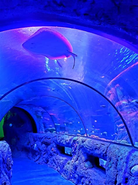 Have A Tunnel Of Fun At Sea Life San Antonio Aquarium