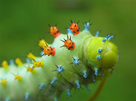Green Caterpillar Tilt Shift Lens Photo Hd Wallpaper Wallpaper Flare