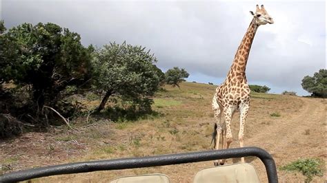 A Giraffe Chases Tourists Safari Vehicle Through A South African Reserve