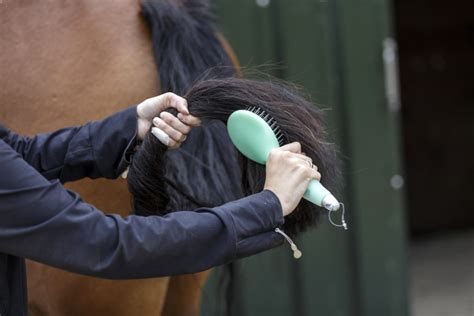 Das Putzen Mein Pferd Mein Freund