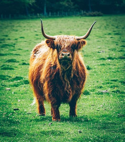 Highland Cattle Cow Pasture Free Photo On Pixabay Pixabay