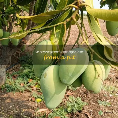 Planting Possibilities The Ultimate Guide To Growing A Mango Tree From