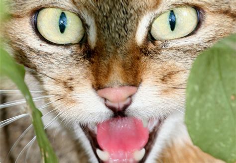 African Wild Cat Felis Libyca