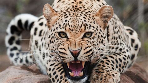 Leopard Jaguar Animals Leopard Teeth Hd Wallpaper Wallpaper Flare