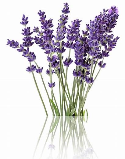 Lavender Oil Essential Skin Facial Care Natural