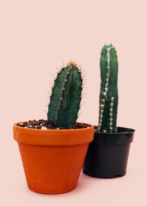 How To Grow Cactus Babies Dengarden