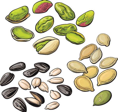 Clip Art Seed 20 Free Cliparts Download Images On Clipground 2023